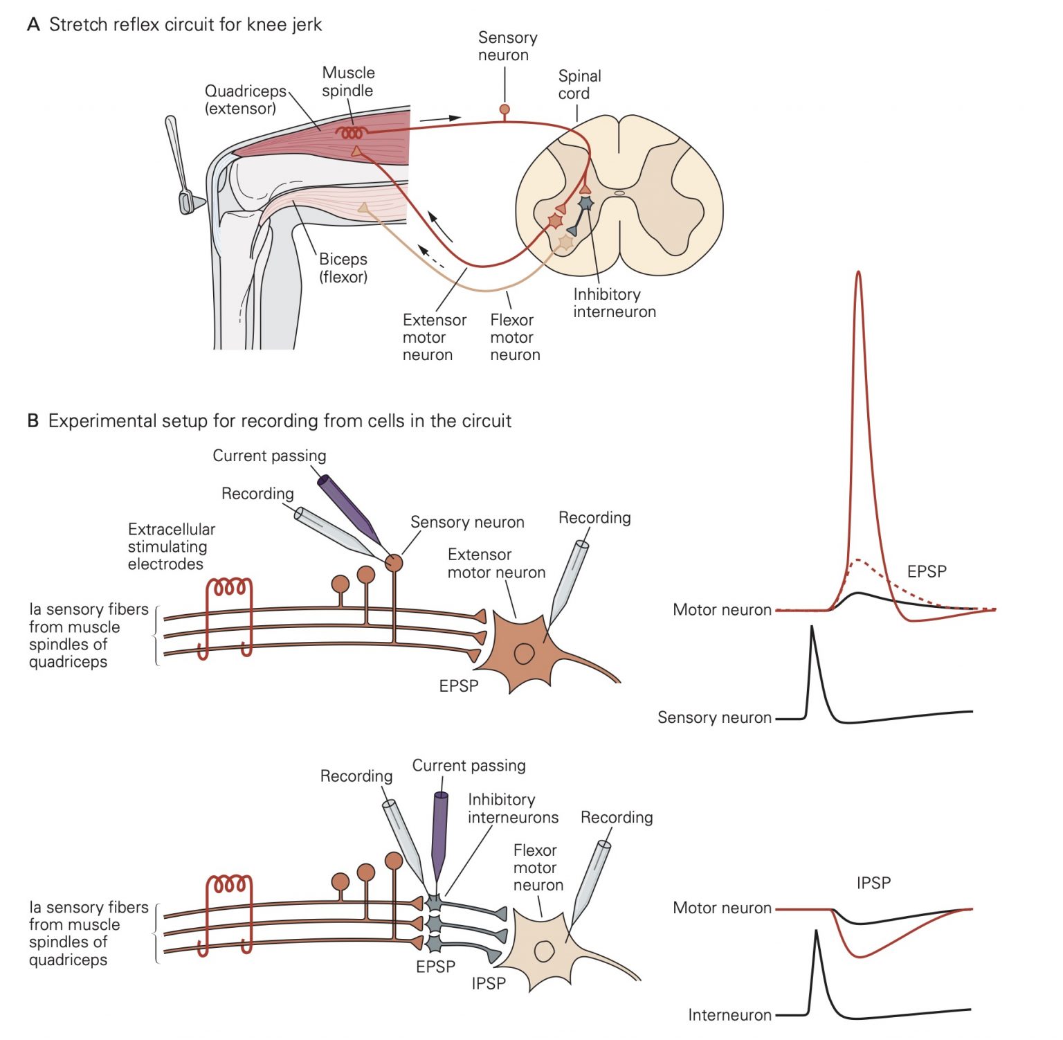 Excitatory and Inhibitory Neurotransmitters Synapses