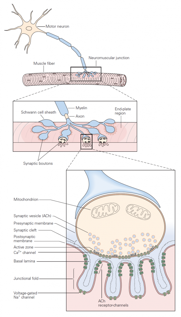 Synapse – Plumb A Nator