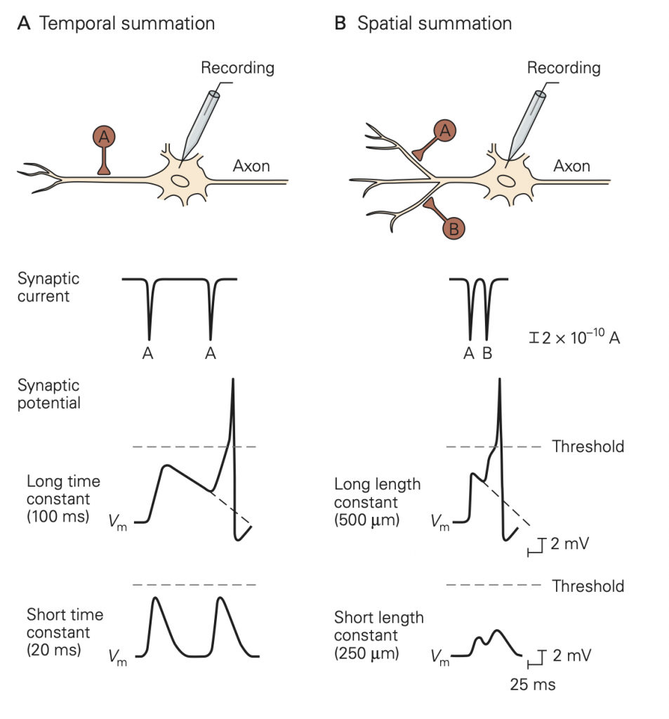 summation-of-synaptic-potentials-synapses-neurotransmitter-receptors