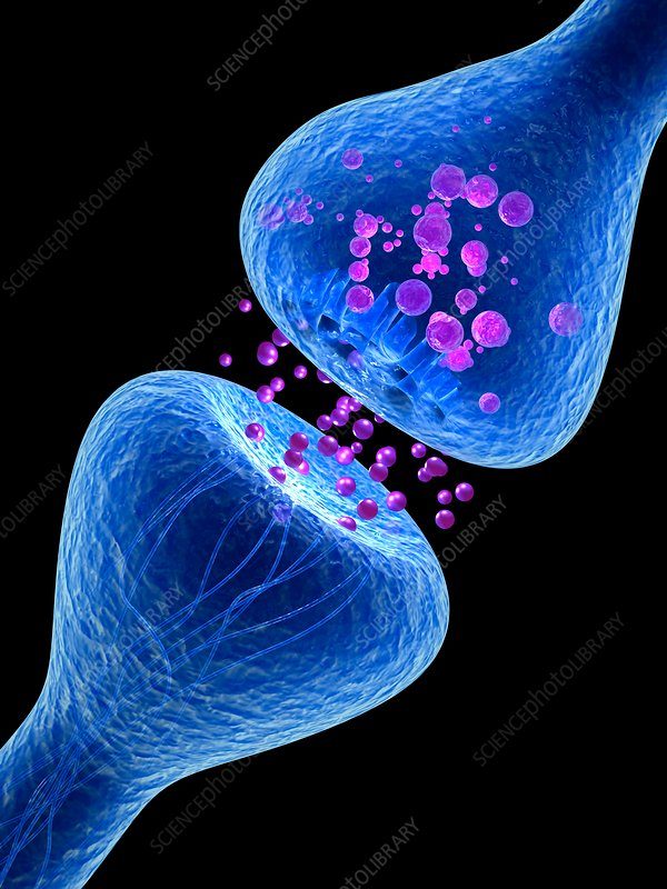 Cover image for Synapses, Neurotransmitter Receptors