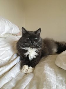 Picture of a grey long haired cat with a white chest and white paws. Cat is lying on a white bed with paws outstretched, facing the camera.