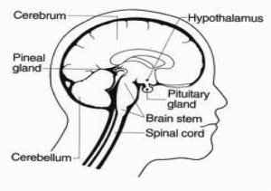 Diagram of brain in the head