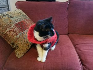 A cat wears a knit hoodie and sits on a couch