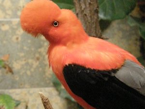 Por frank wouters - originally posted to Flickr as Andean cock-of-the-rock, CC BY 2.0, https://commons.wikimedia.org/w/index.php?curid=3908082
