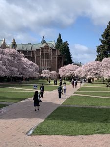Image of the quad at University of Washington with cherry trees blooming and students walking on a sunny day