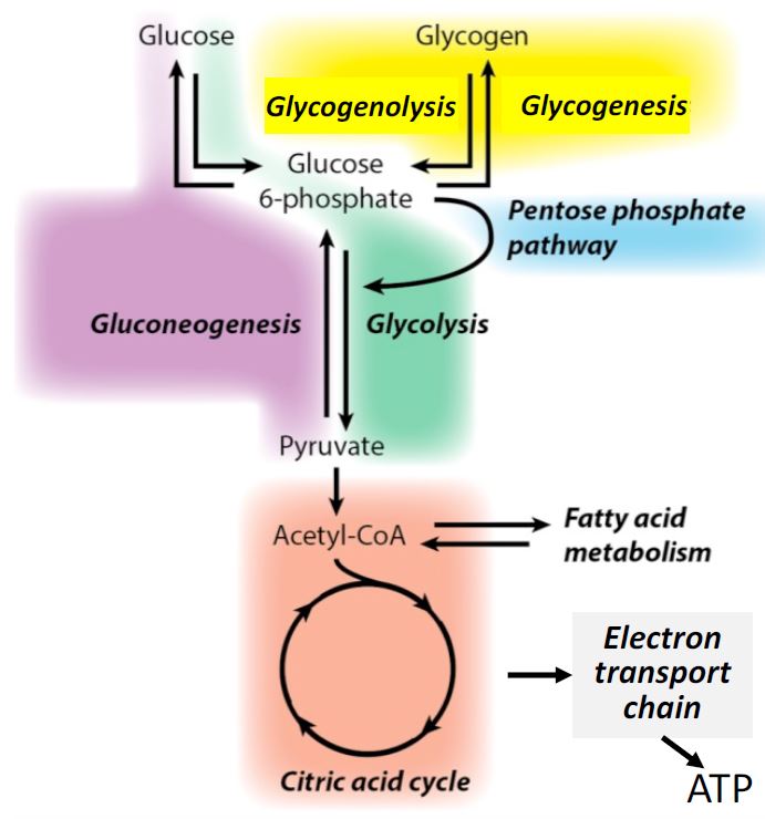 Figure Diagram Of The Relationship StatPearls NCBI 41 OFF