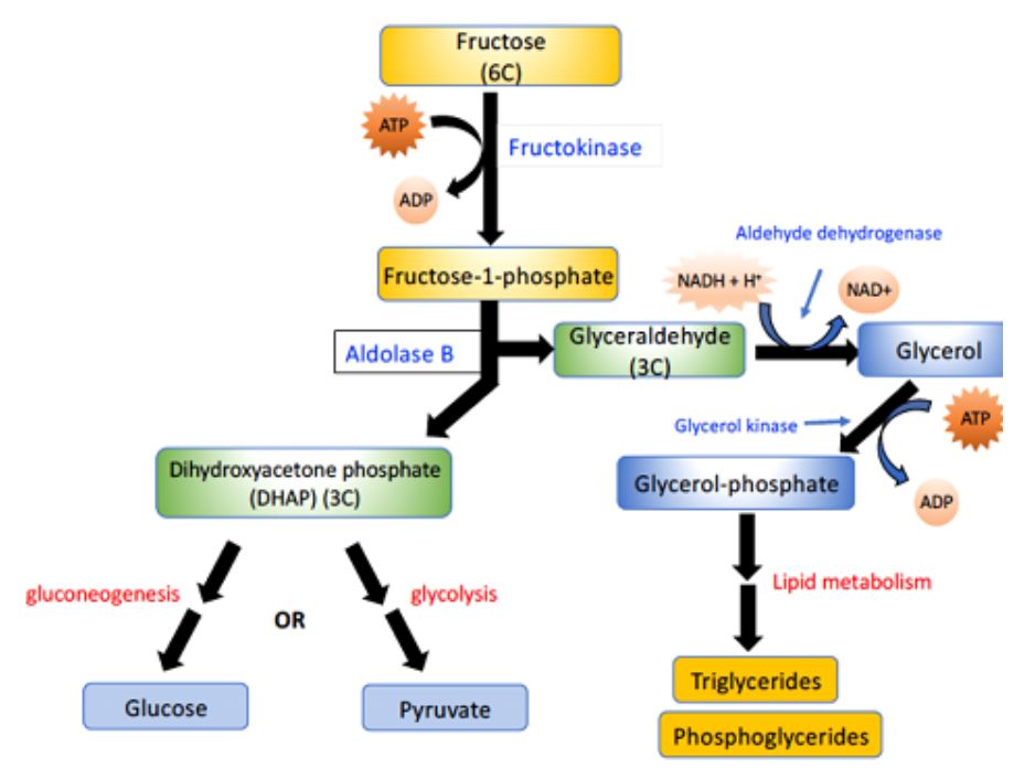 galactosemia pathway