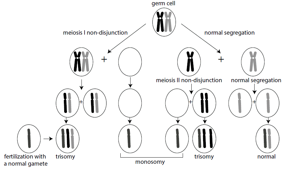 monosomy vs trisomy