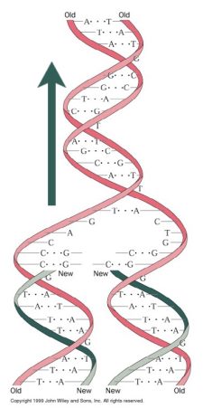 DNA Replication and Repair – Molecular Biology