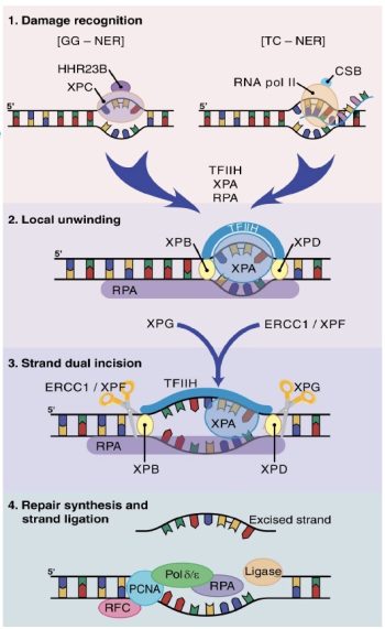 DNA Replication and Repair – Molecular Biology