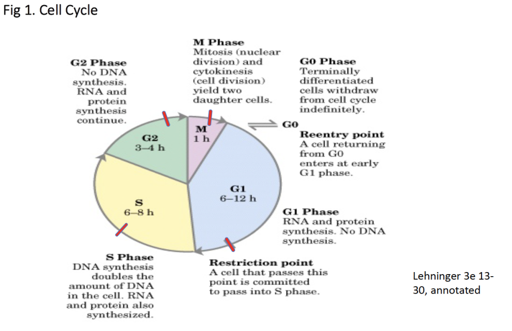 Cell Cycle – Molecular Biology