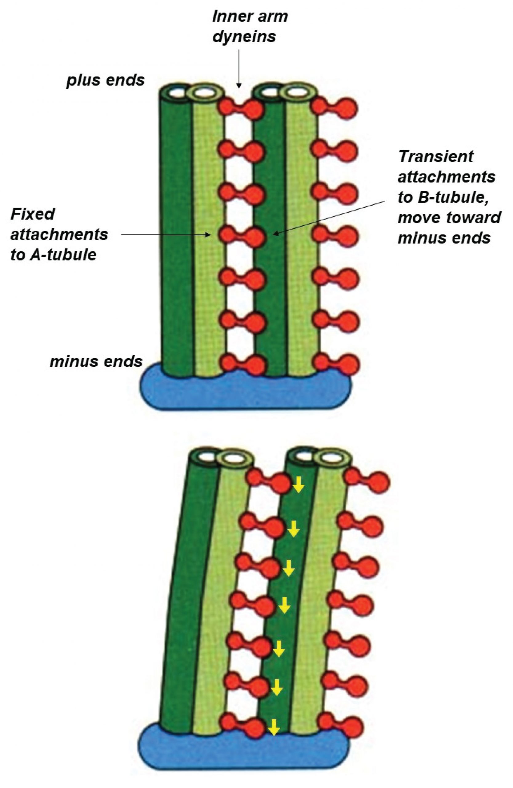 How dynein drives axoneme bending