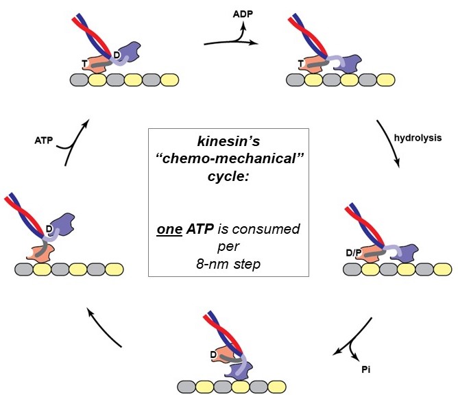 Chemo-mechanical cycle of the motor protein, kinesin