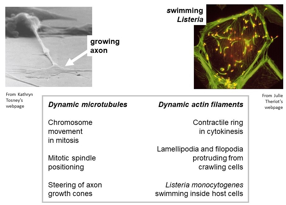 Dynamic cytoskeletal filaments drive many types of cell movement