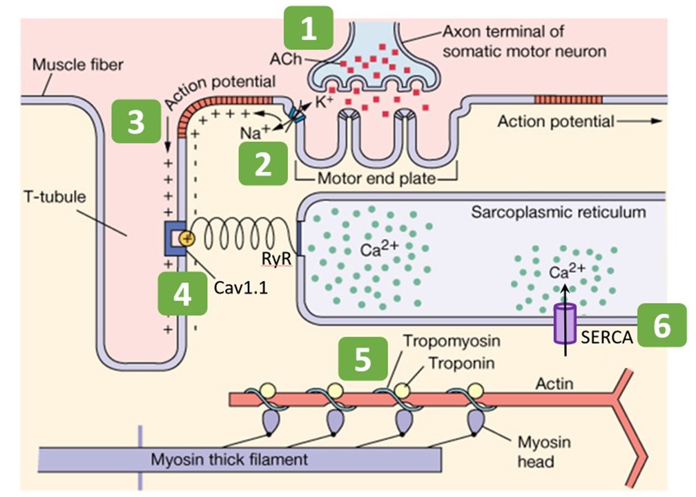 Basic steps of excitation-contraction coupling in skeletal muscle