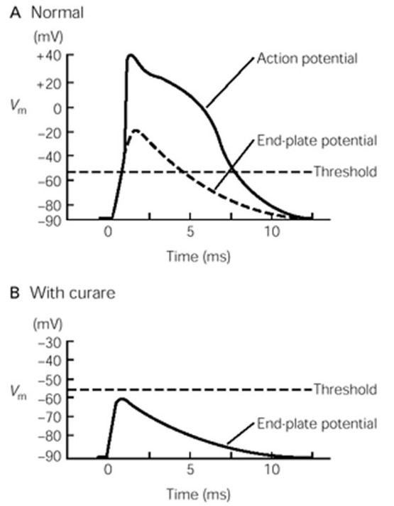 End-plate potentials