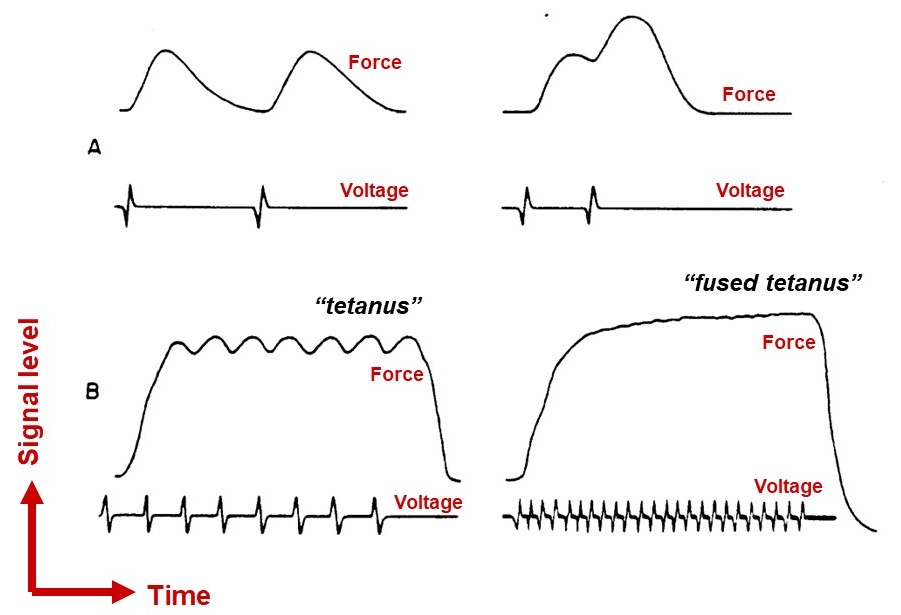 As stimulation frequency increases, the amount of force a muscle fiber exerts increases, but only modestly
