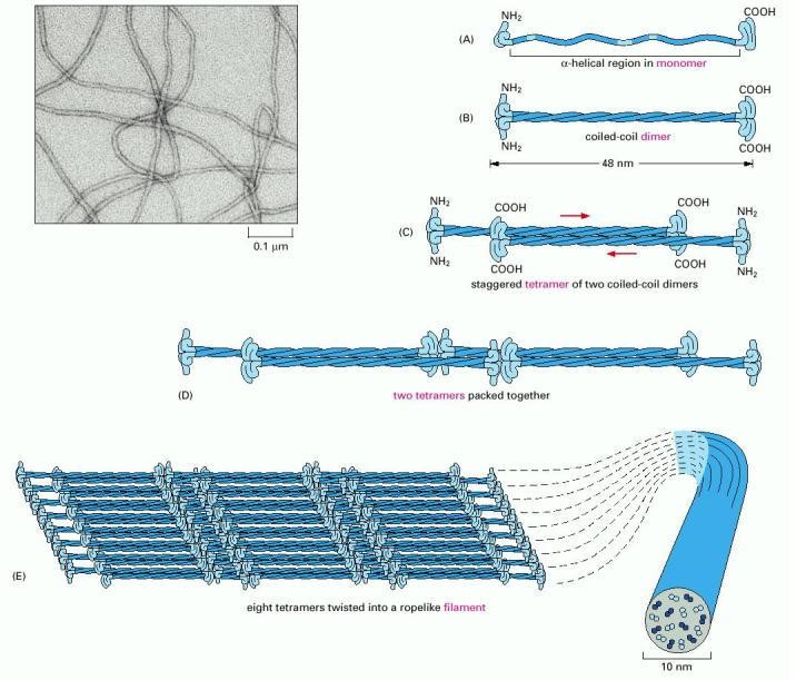 Structure of intermediate filaments