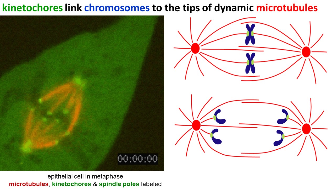 Microtubule polymerization and depolymerization drives chromosome movement during cell division