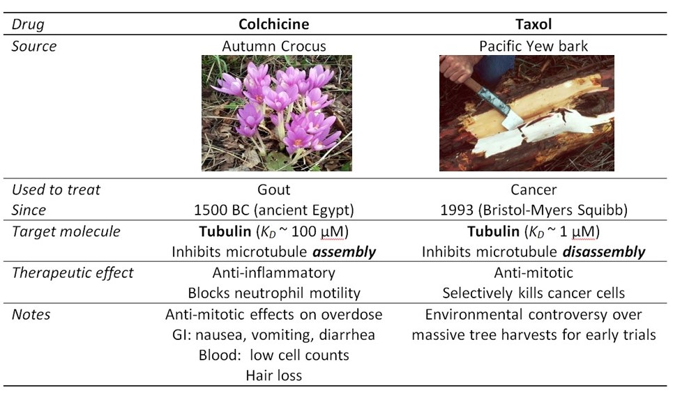 Table showing two examples of microtubule-targeting drugs
