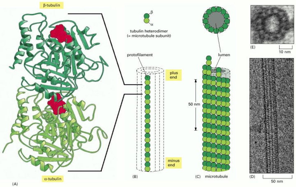 Structure of αβ-tubulin subunit and microtubule filament