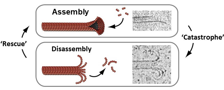 Microtubules grow and shorten by addition and loss of tubulin subunits from their tips