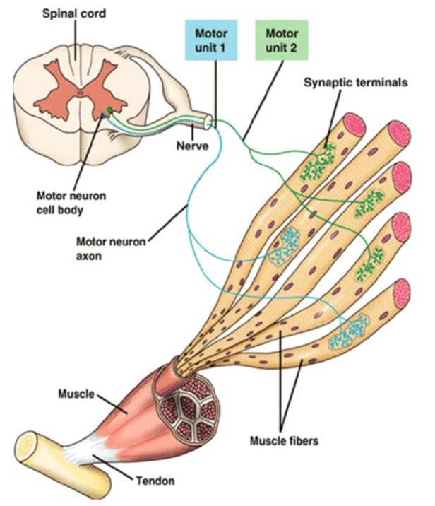 Basic structure of the skeletal muscle motor unit