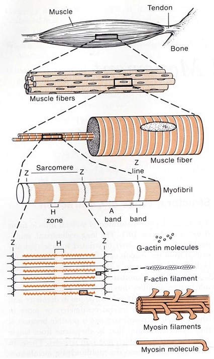 Hierarchical structure of skeletal muscle
