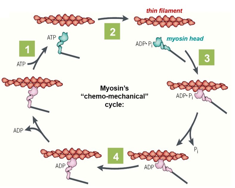 Myosin's chemo-mechanical cycle