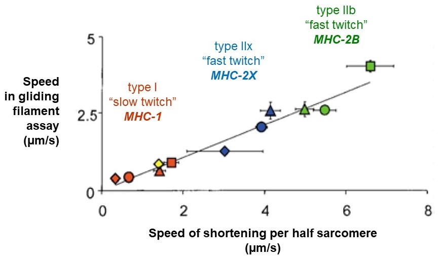 Different myosin isoforms have intrinsically different speeds