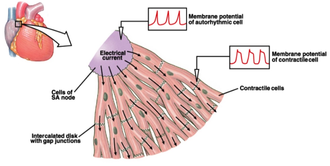 Intercalated disks allow for the spread of electrical excitation in cardiac muscle