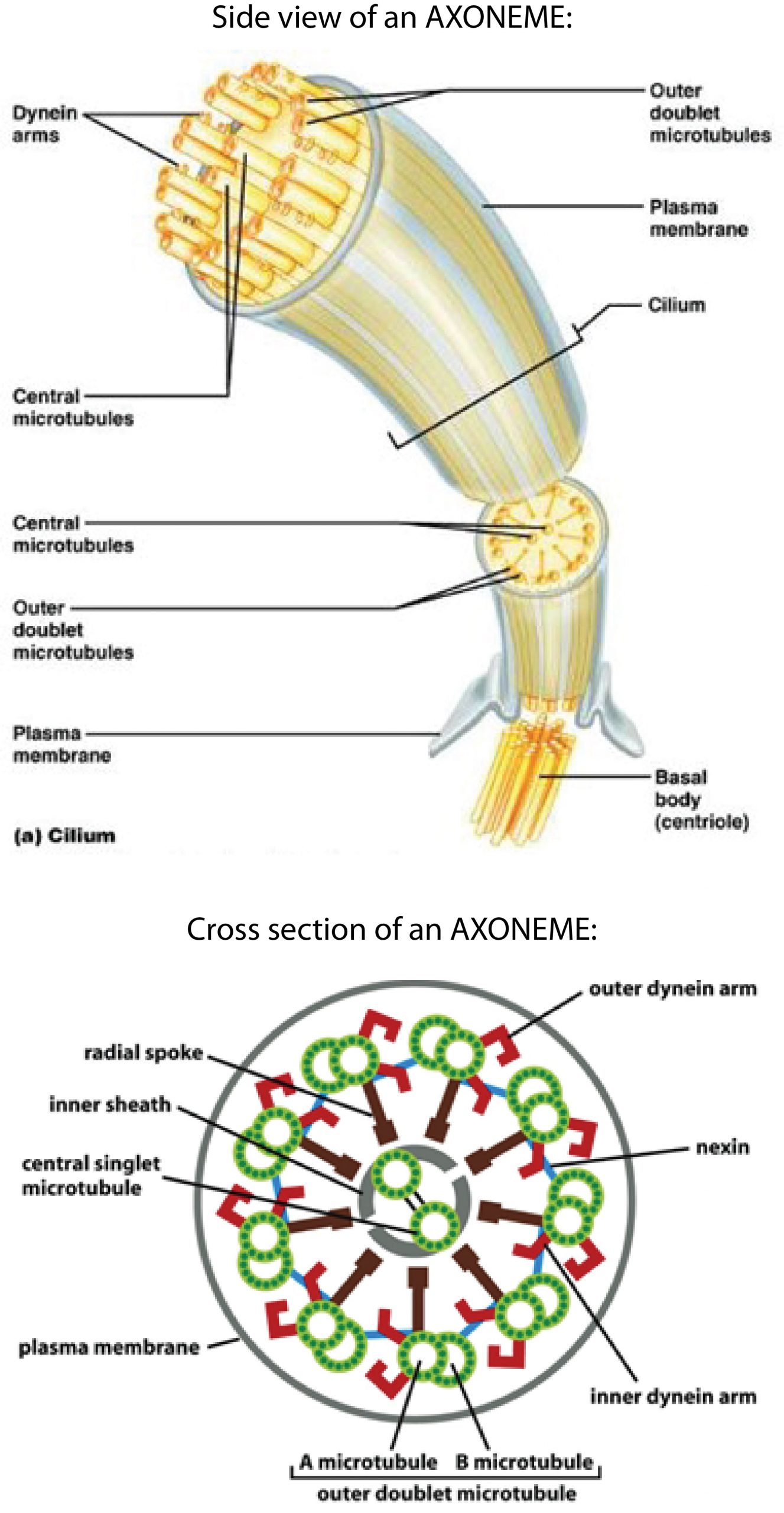 Structure of an axoneme