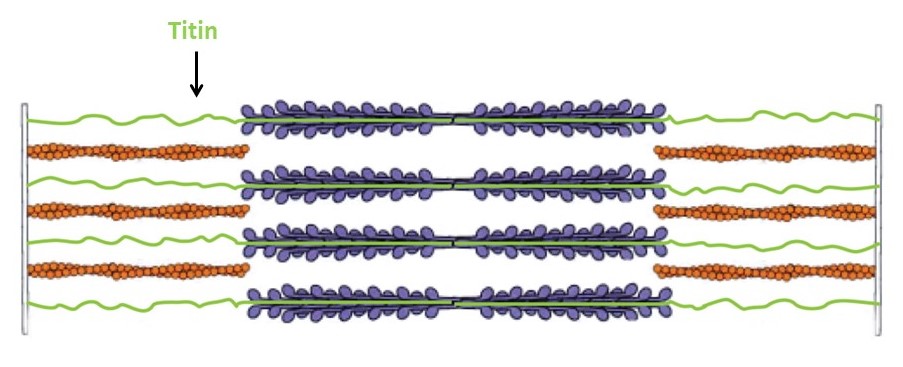 Depiction of where the elastic molecule, titin, is found in a sarcomere
