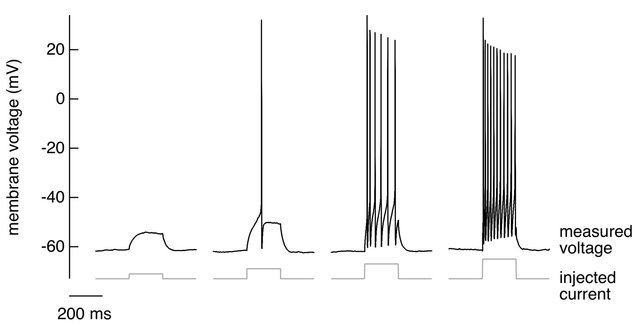 action-potential-threshold-refractory-period-physiology