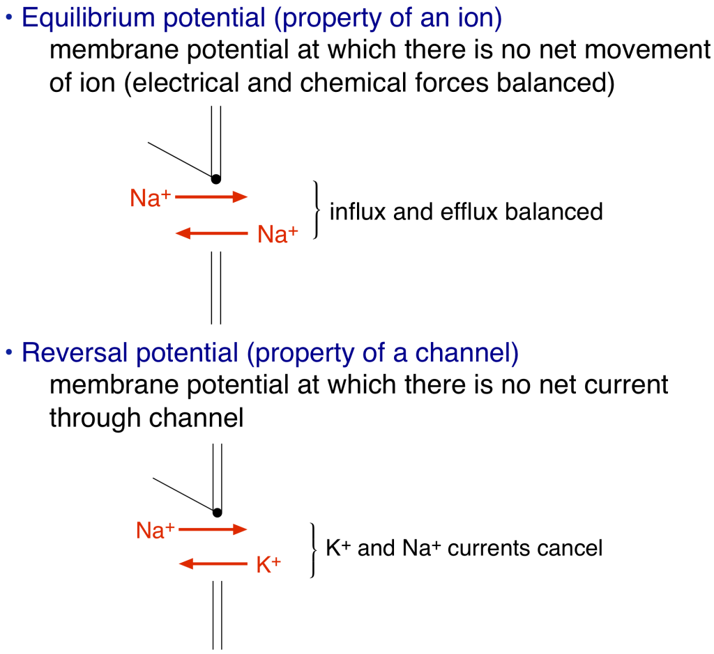 Action Potential, Threshold, Refractory Period Physiology