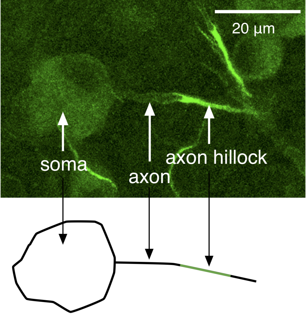Action Potential Propagation Physiology
