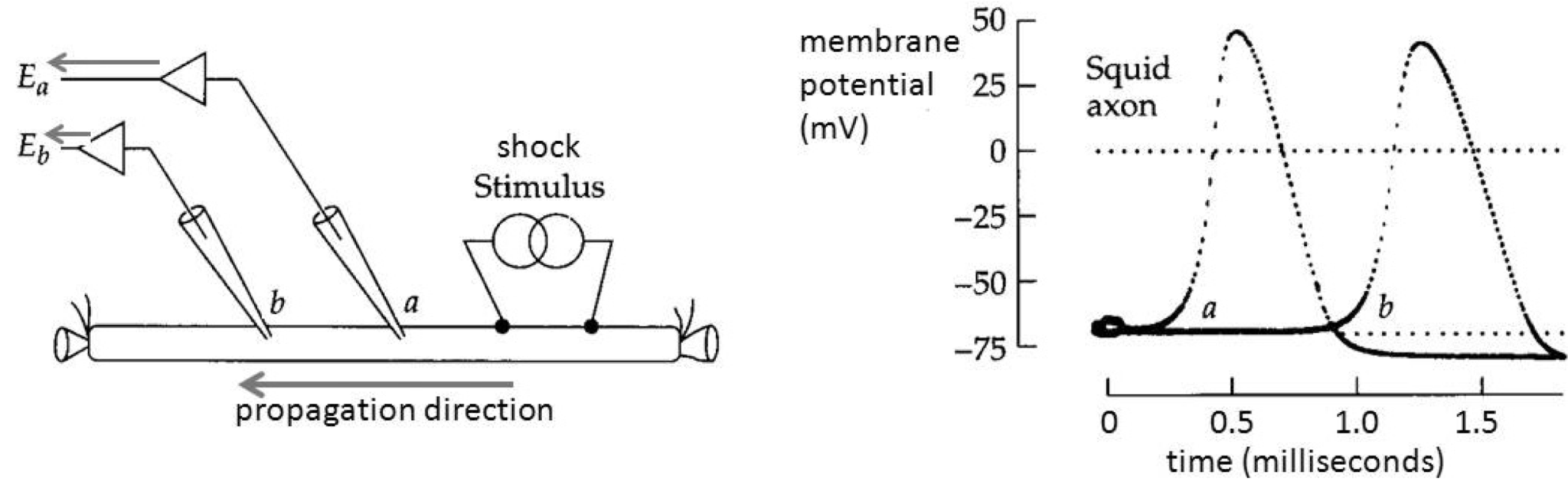 Action Potential Propagation Physiology