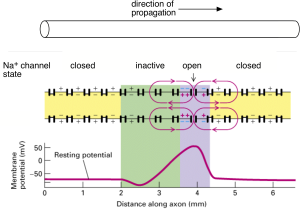 Action Potential Propagation – Physiology