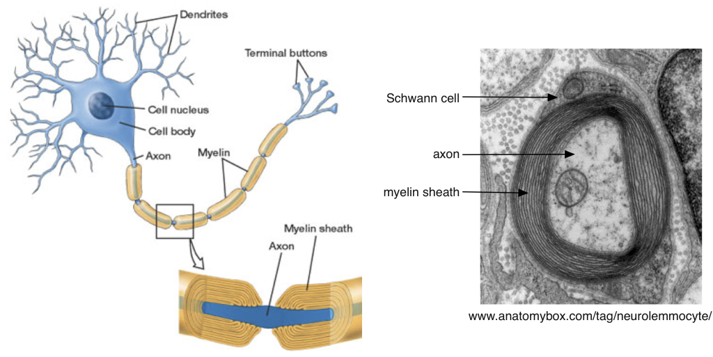 Action Potential Propagation Physiology