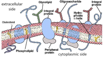 Cell Membranes and Transport – Physiology