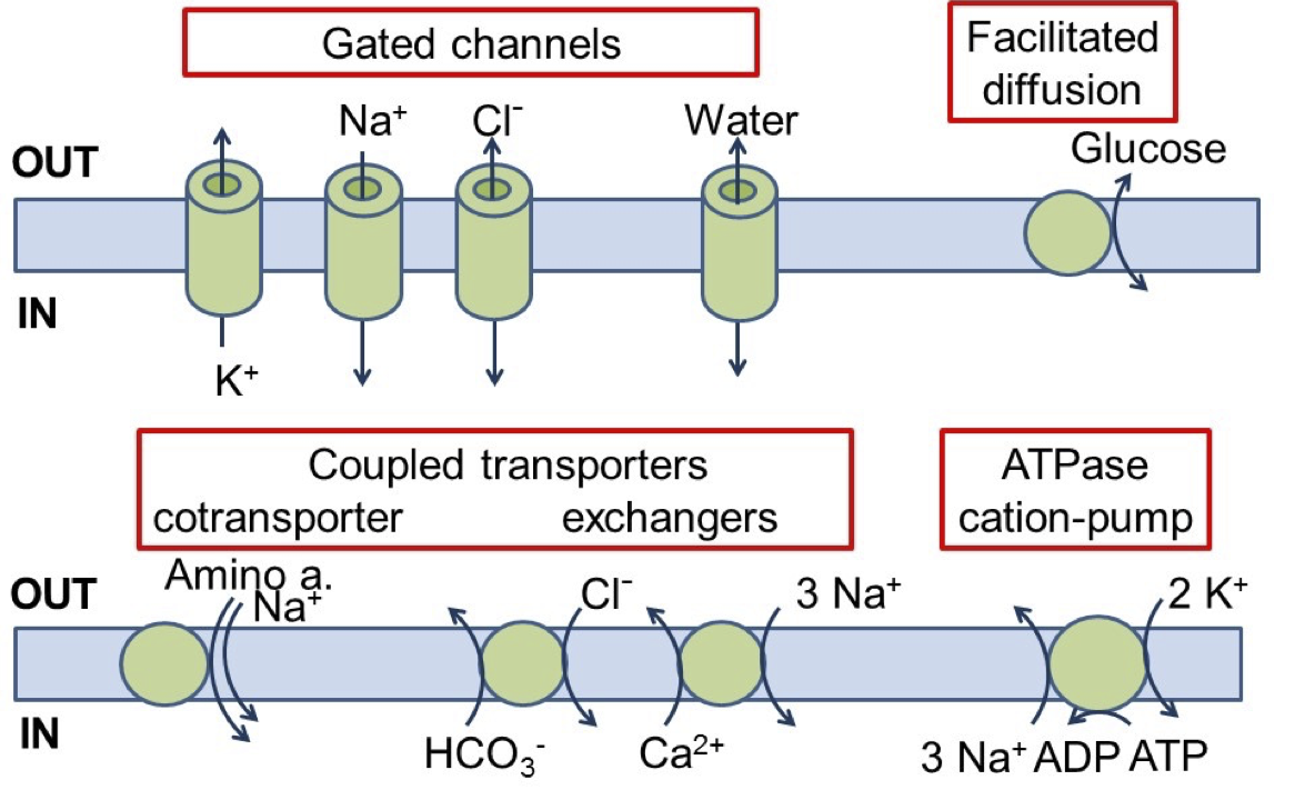 Cell Membranes And Transport – Physiology