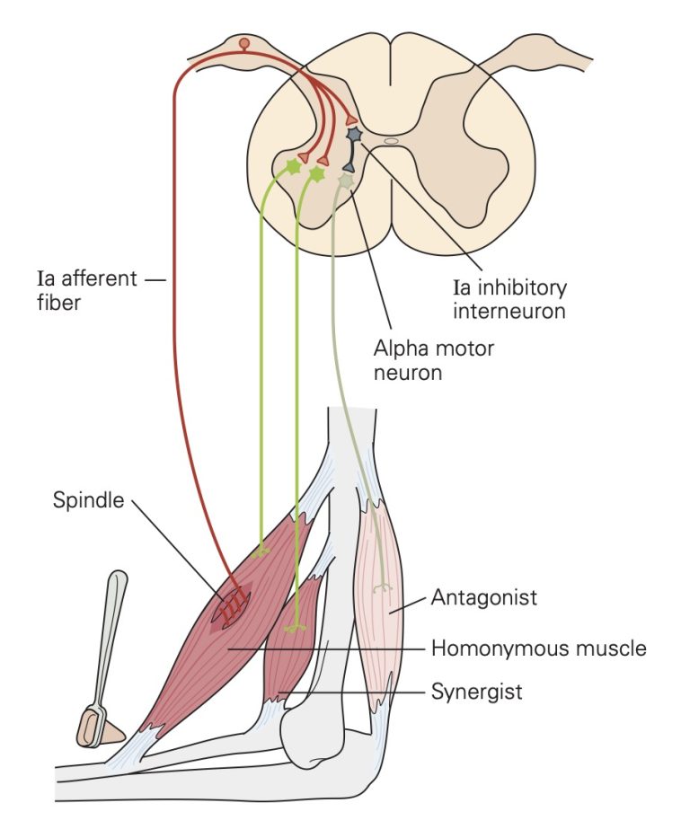 Nociception and Spinal Reflexes – Physiology