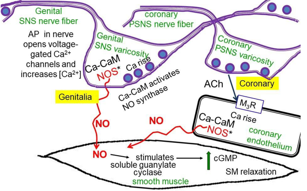 Autonomic Nervous System Physiology