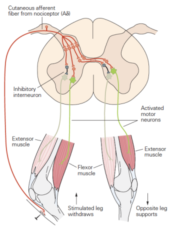 Nociception and Spinal Reflexes – Physiology