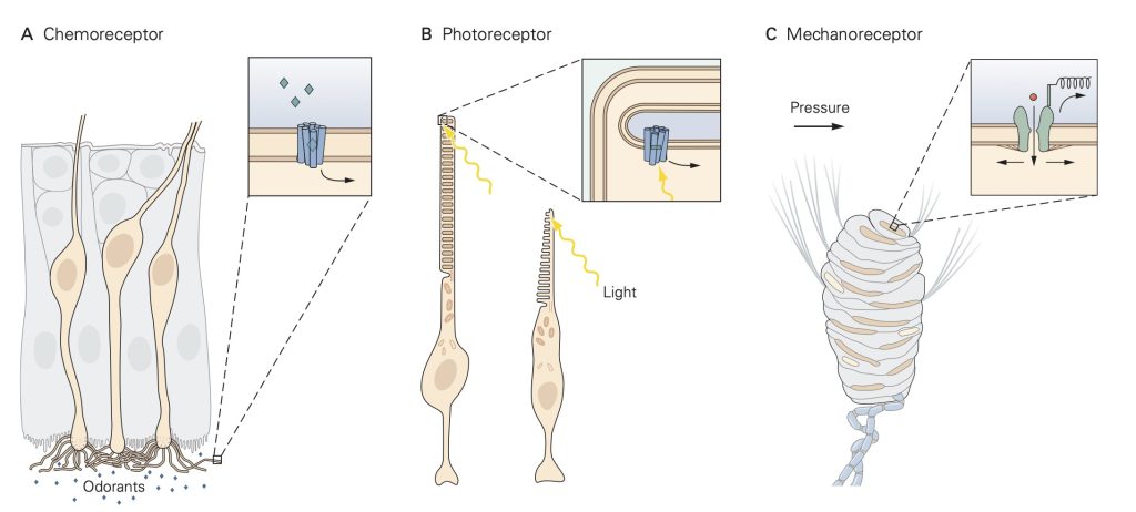 Sensory Receptors – Physiology