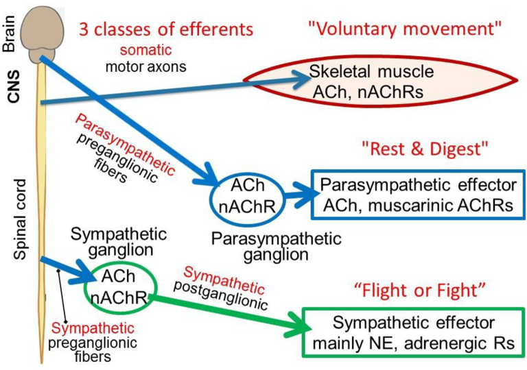 Autonomic Nervous System Physiology