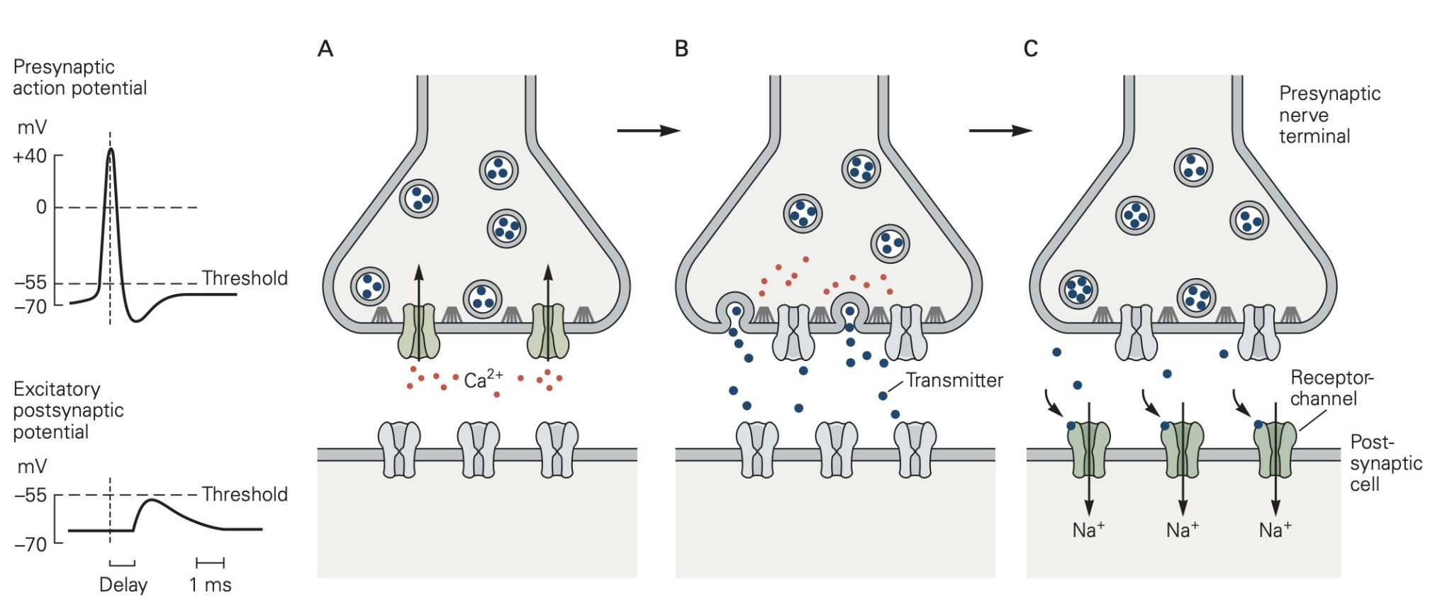 Synapses and Neurotransmitter Receptors Physiology