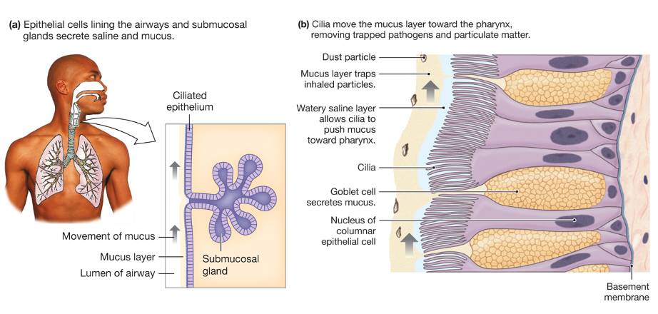 drawing showing location of airways (right); drawing showing airway epithelium (left)