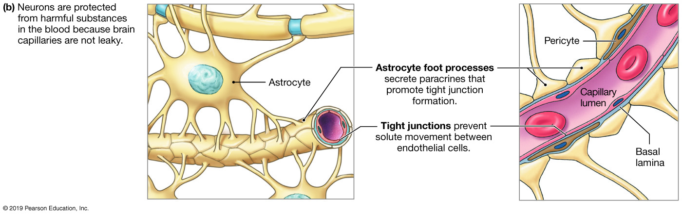 capillaries in the central nervous system are not leaky