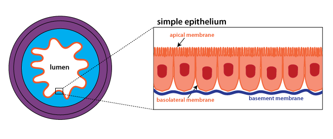 schematic hollow organ with enlargement showing simple epithelium